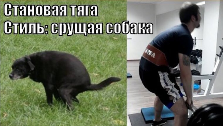 Приспособление для выгула собак