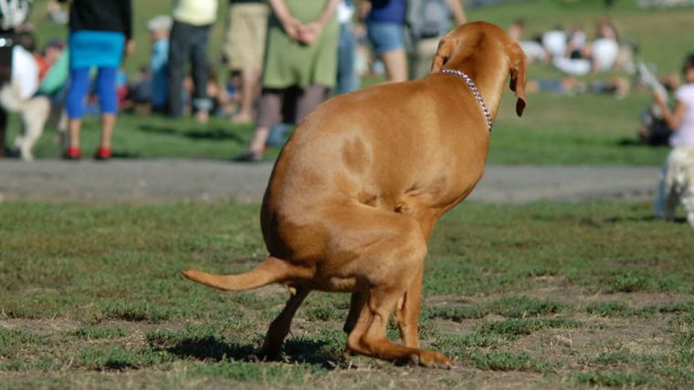 Собака гадит