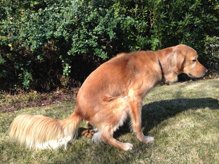 Собачка какает