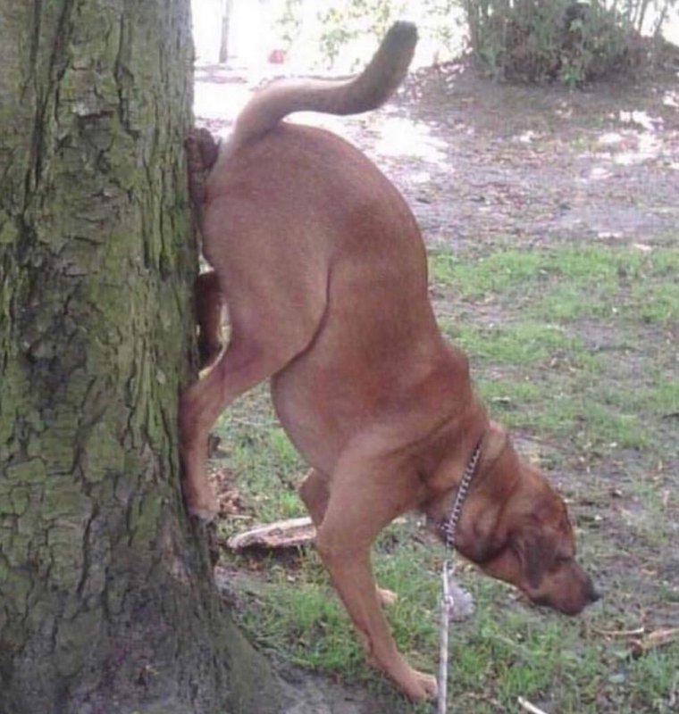 Собака какает на асфальт