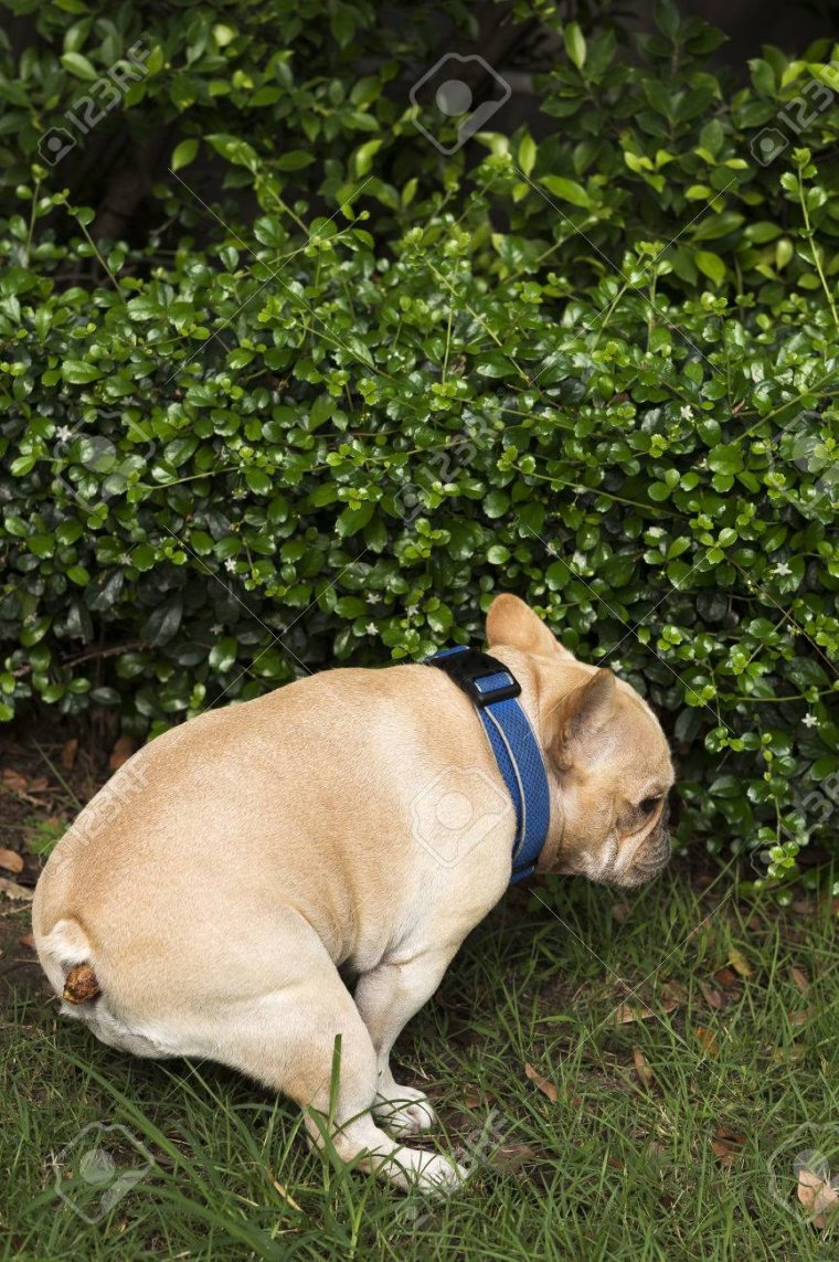 Джек Рассел