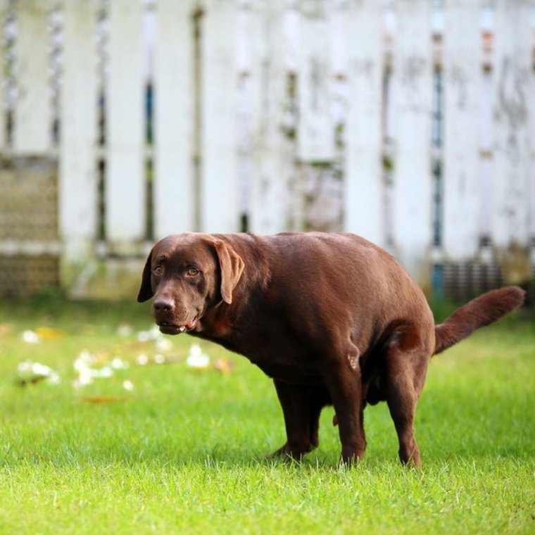 Голландская овчарка Квазимодо псина