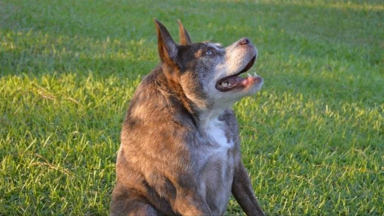 Собака нагадила