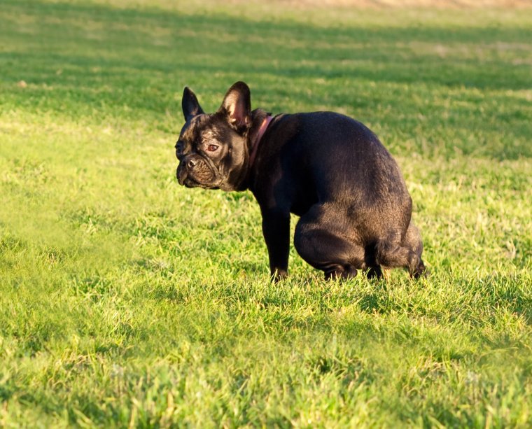 Ньюфаундленд (порода собак)