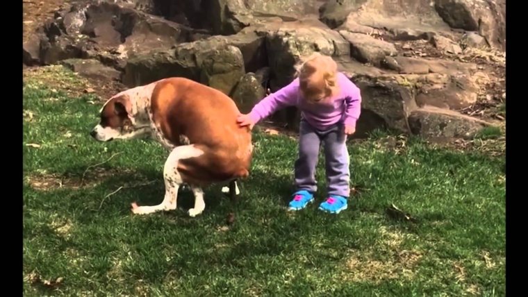 Сутулая овчарка