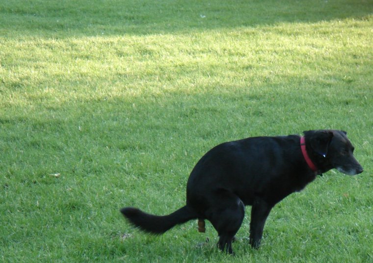 Здесь не собачий туалет