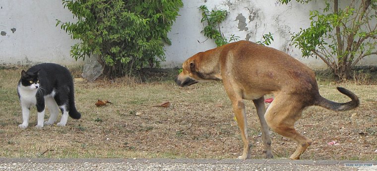Джек Рассел терьер какает