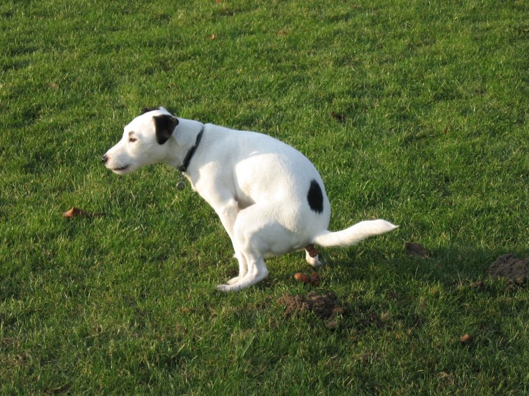 Французский бульдог какает