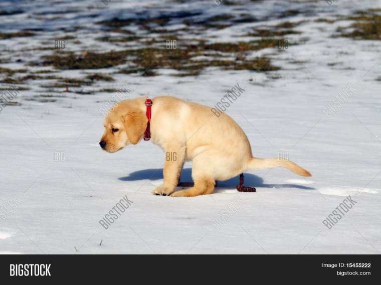 Собака какает на фоне заката