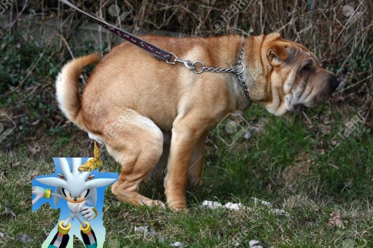 Бигль собака какает