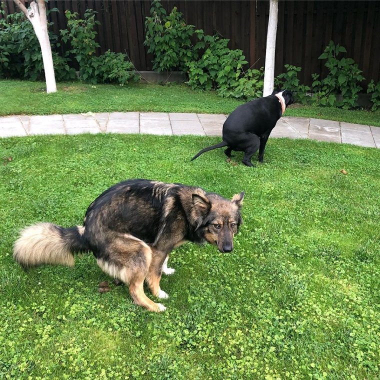 Убирайте за собаками табличка