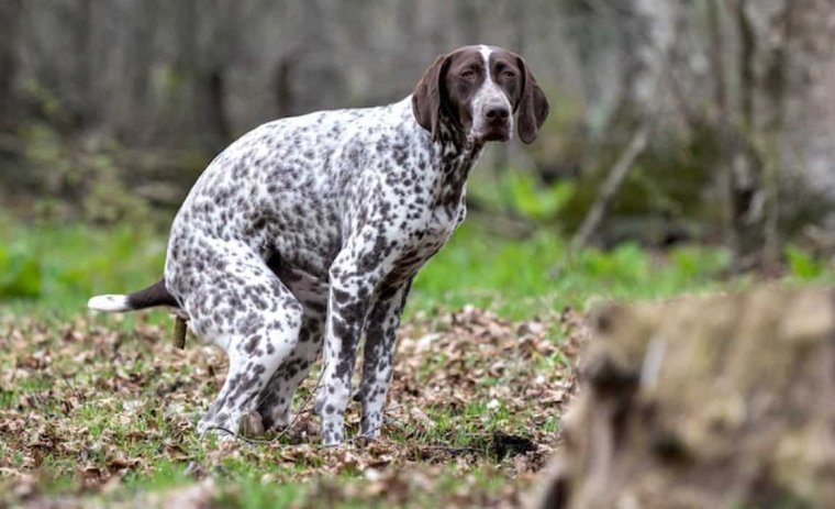 Поздравление с днем говна