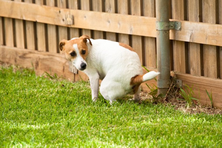 Собака на закате солнца