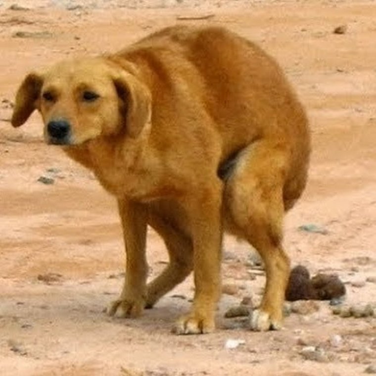 Пазл какающие собаки