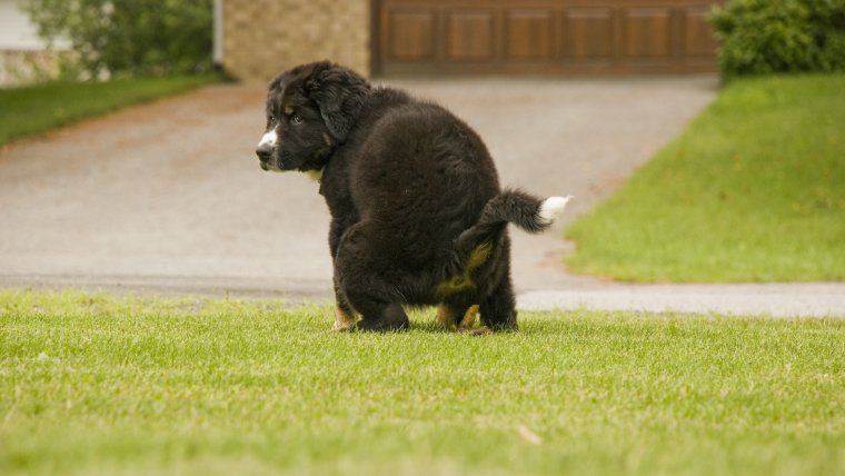 Золотистый ретривер спариваются