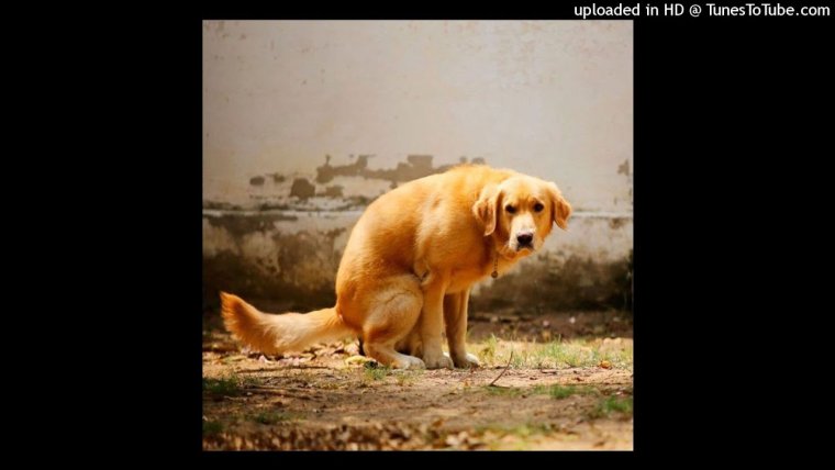 Собака какает фото