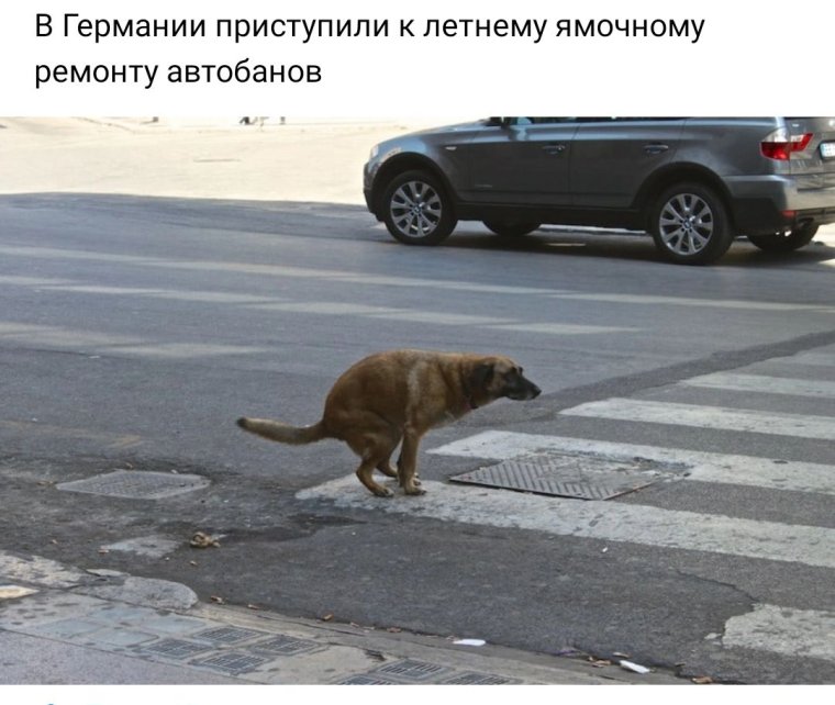 Собака гадит