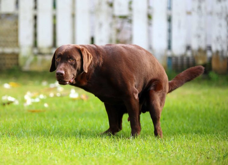 Собачьи экскременты на дорожке