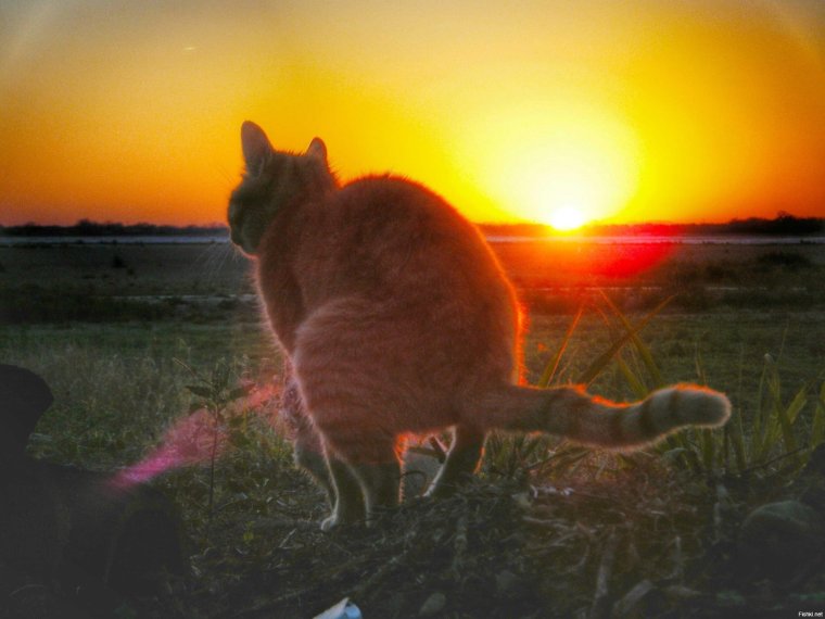 Человек убирает за собакой