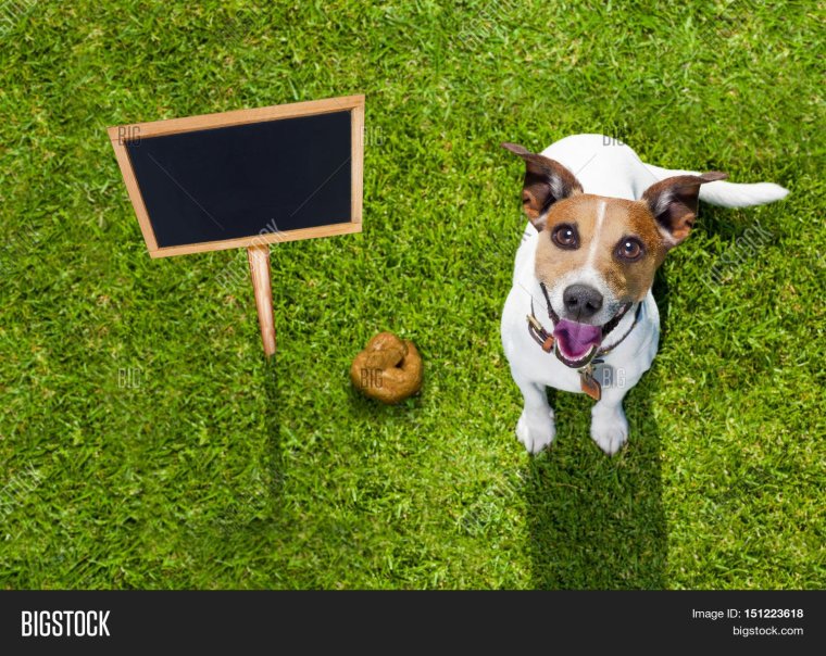 Доберман смешной