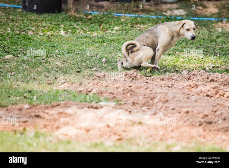 Собака ест траву и какает