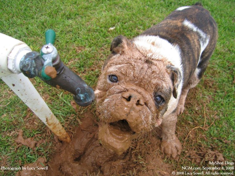 Таблички от собак не гадить