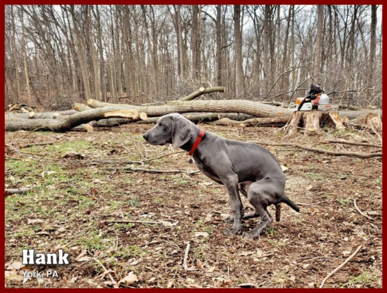 Собака гадит на газон