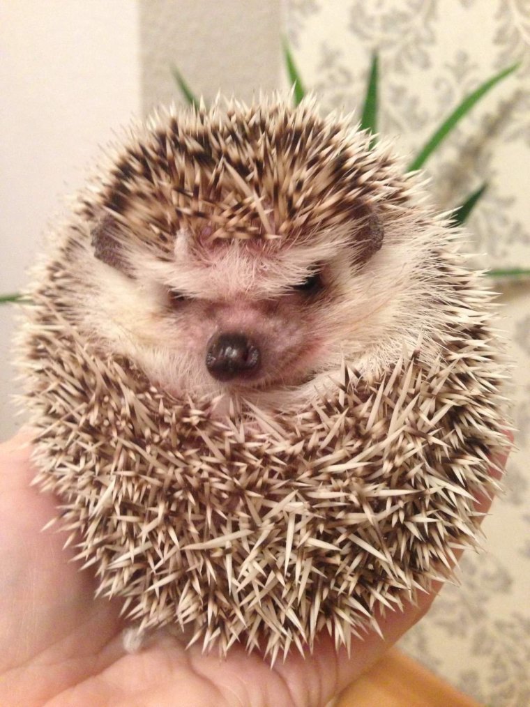 Блинский ёж