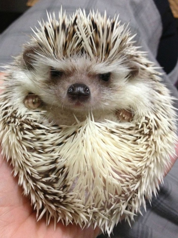 Злобный Ежик