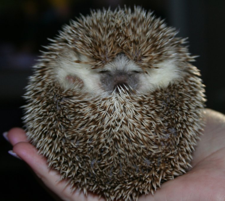 Ежик с высунутым языком