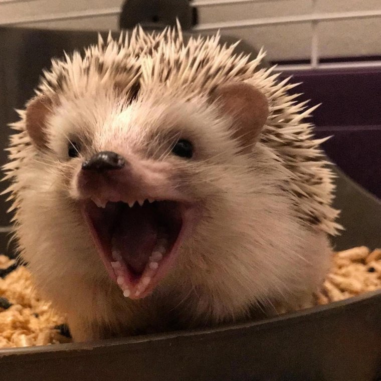 Бешеный Ежик