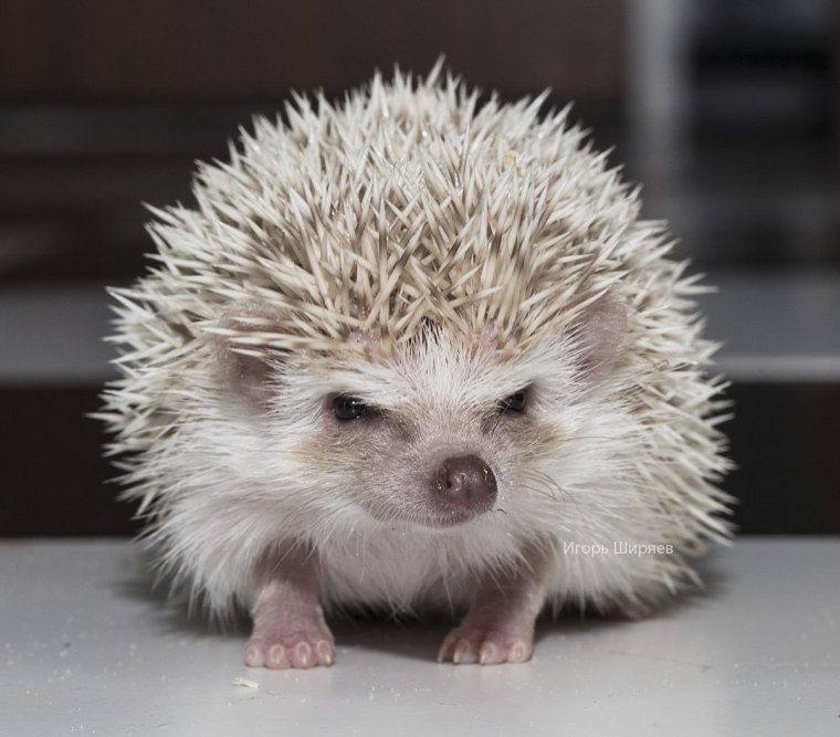 Африканский белобрюхий еж