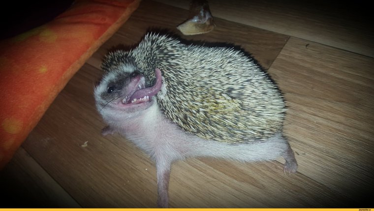 Кровожадный Ёжик