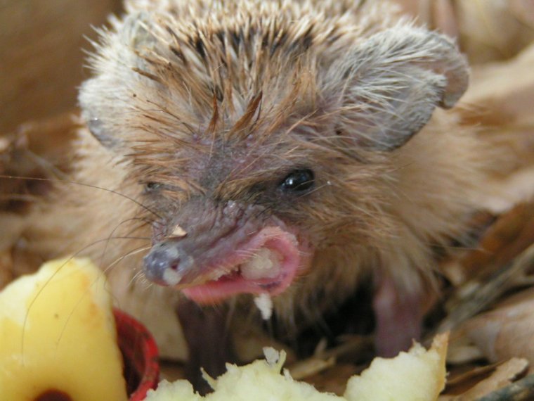 Страшный Ежик