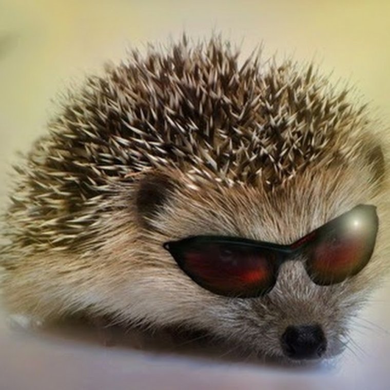 Крутой Ежик