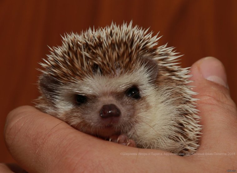 Обиженный Ежик