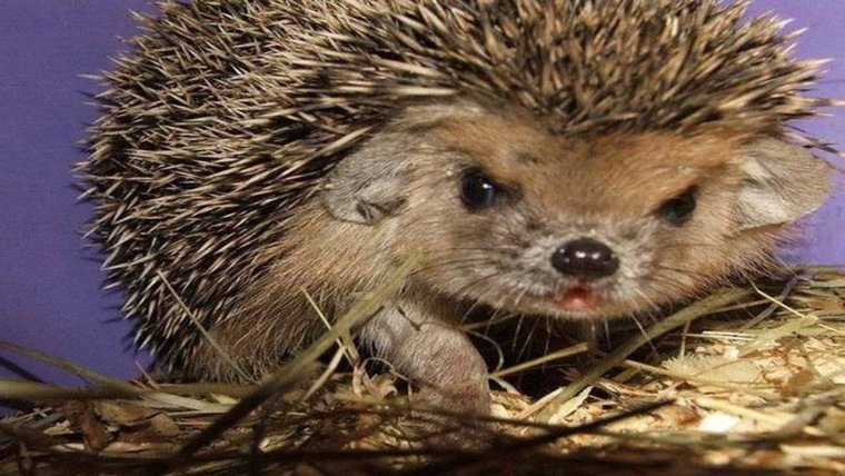 Ежик Ежикович