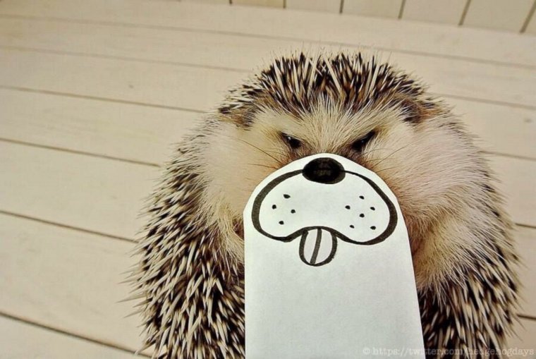 Глупый Ежик