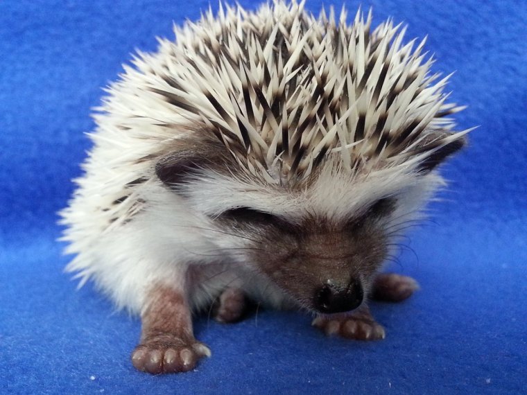 Ёжик на аву