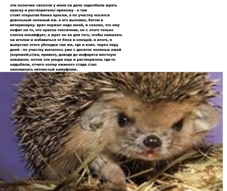 Колючий ёж прикол