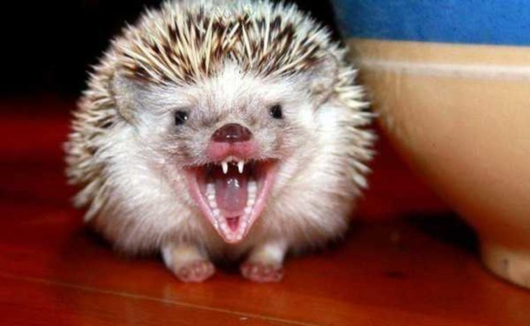 Аля бешеный Ёжик