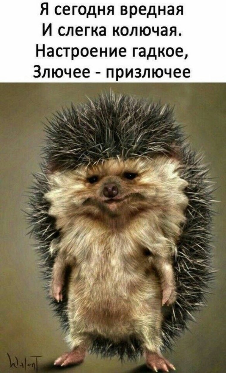 Милый Ежик из мема