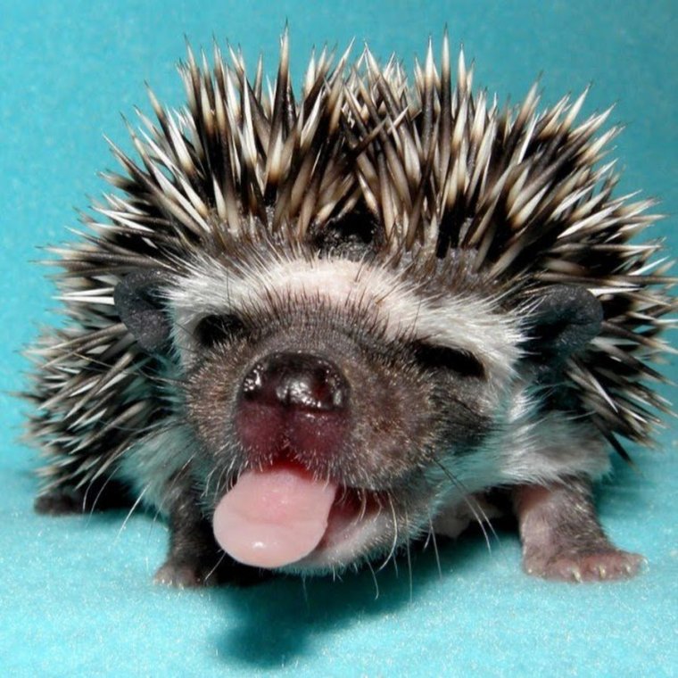 Ржачный Ежик