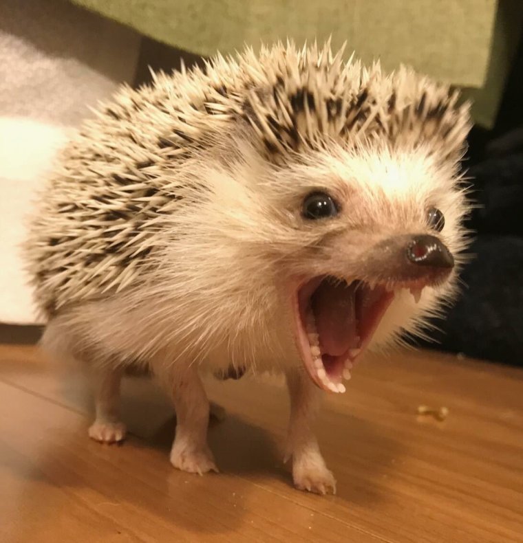 Агрессивный Ежик