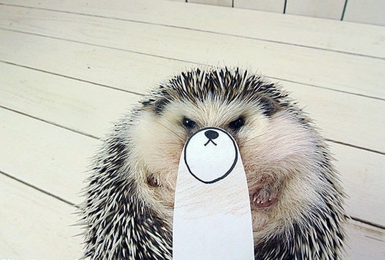 Хмурый Ежик