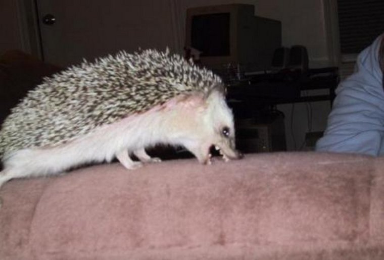 Ёжик аватарка