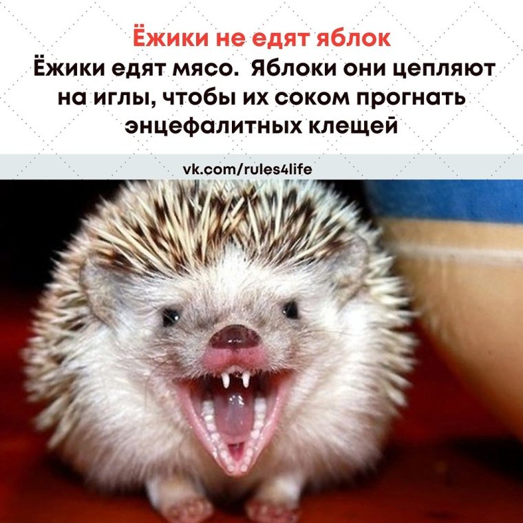 Обиженный Ежик