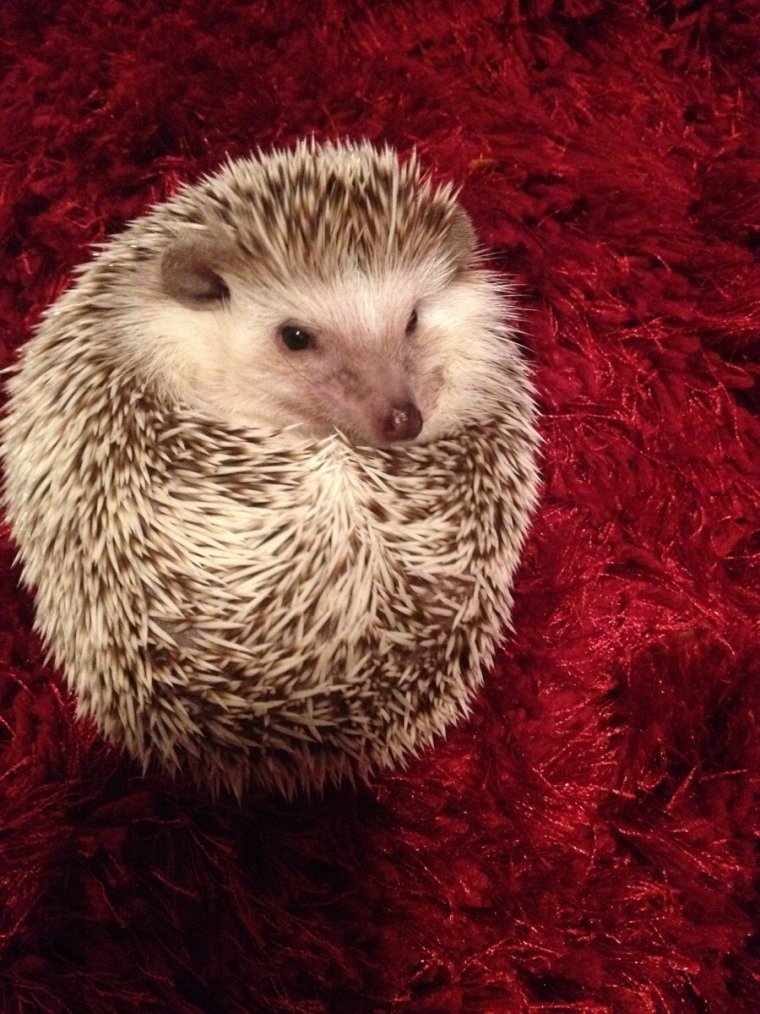 Смешной еж
