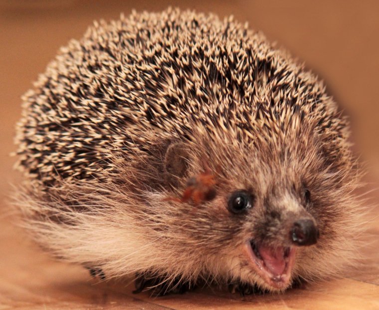 Недовольный еж