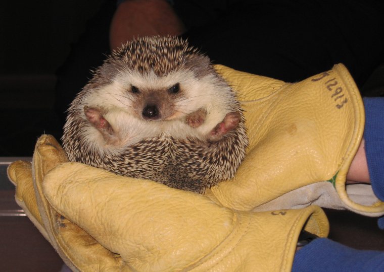 Кровожадный Ёжик